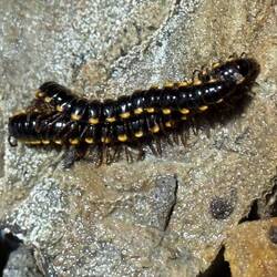 Centipedes were everywhere. Literally! On beach, paths, stairs, gardens and even in our bathroom.