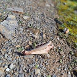 Da hat jemand sein Gebiss verlohren.