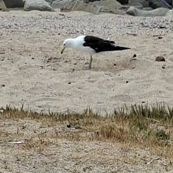 Very tame seagull.
