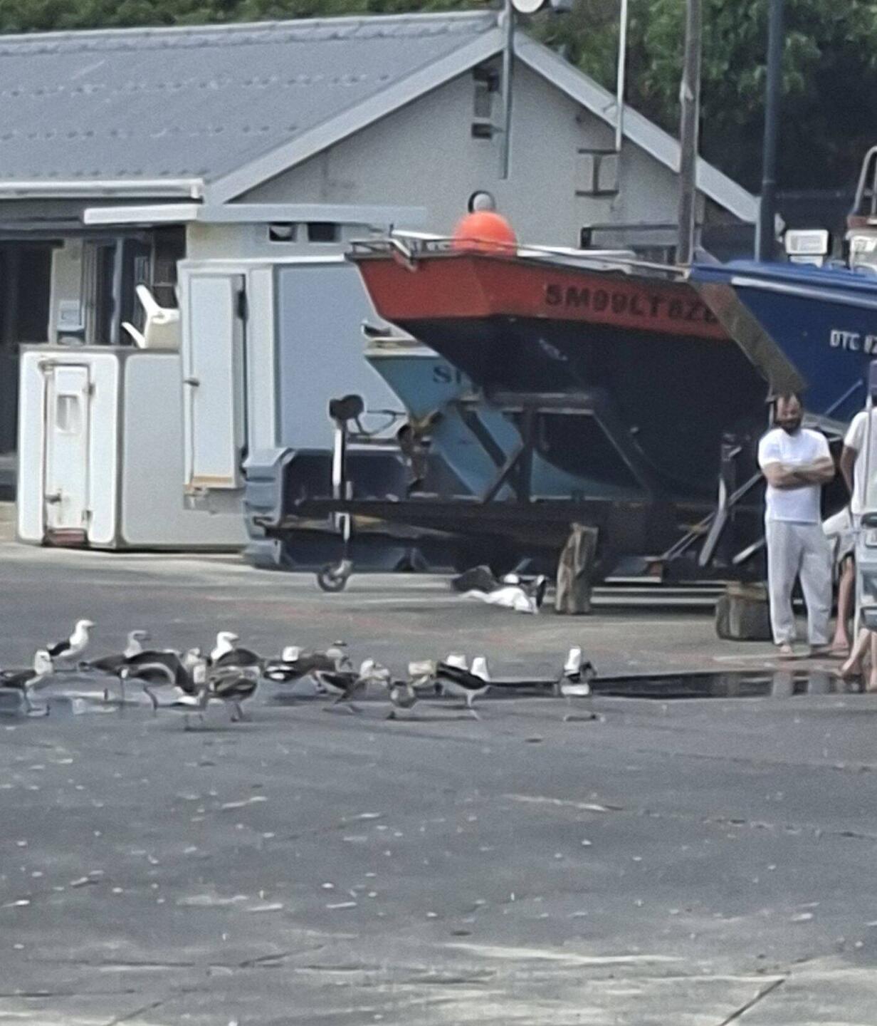 Harbour. Fish being cleaned for a client