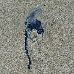 One of the hundreds of bluebottles on the beach!