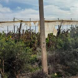 Selbst hier arbeiten 3 Frauen, die Blätter ernten