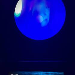 Bit disappointing. Though still my favourite inhabitant of the sea together with turtles.