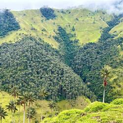 Richtige Palmen Wälder...