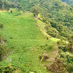 Ganze Hänge voll mit Bananenstauden
