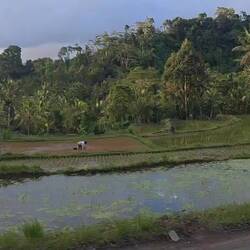 This is what most of our ride through Ubud looked like 😍