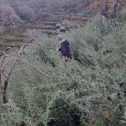 Mitten in den Dornen