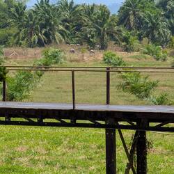 Iron Bridge, ganz hinten sieht man die Büffel 🐃