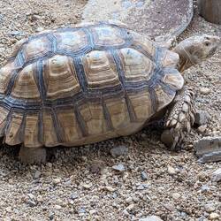 Ach ja eine Schildkröte 🐢 war auch noch da 😃