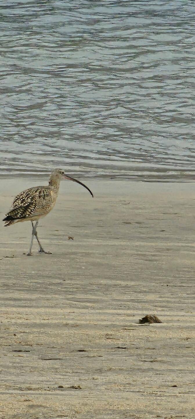 So many species of birds