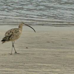 So many species of birds