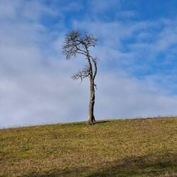 Herr von Ribbeck auf Ribbeck im Bergischen Land, ein Birnbaum in seinem Garten stand.....