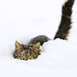 Die Katze des Nachbarn 🫶🏼