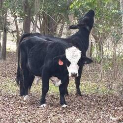 We stayed at Lake Wood Recreation Area in Gonzalez and had cows grazing in the pasture next to us