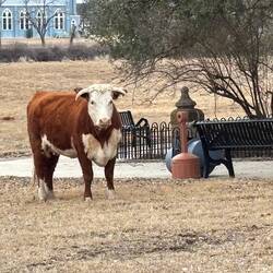 Cattle grazing near the cemetery