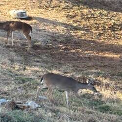 Deer on Archer's property
