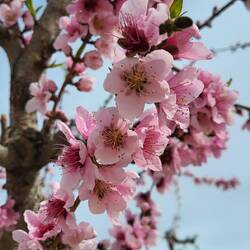 Die Mandelbäume stehen in voller Blüte.