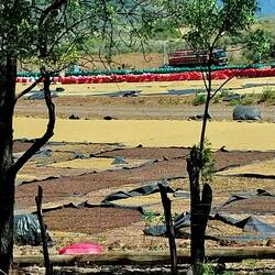 Kaffee wird getrocknet