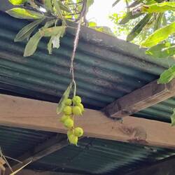 Die Nuss am Baum ...