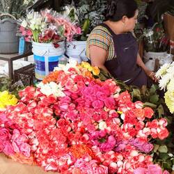 ... de las rosas 🌹