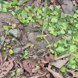 Blattschneideameisen bei der Arbeit