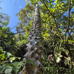 Pochote - Baum mit Stacheln auf der Rinde