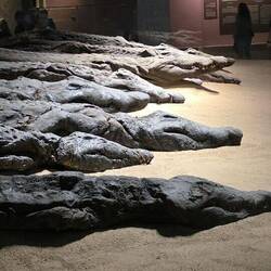The mummified crocodiles