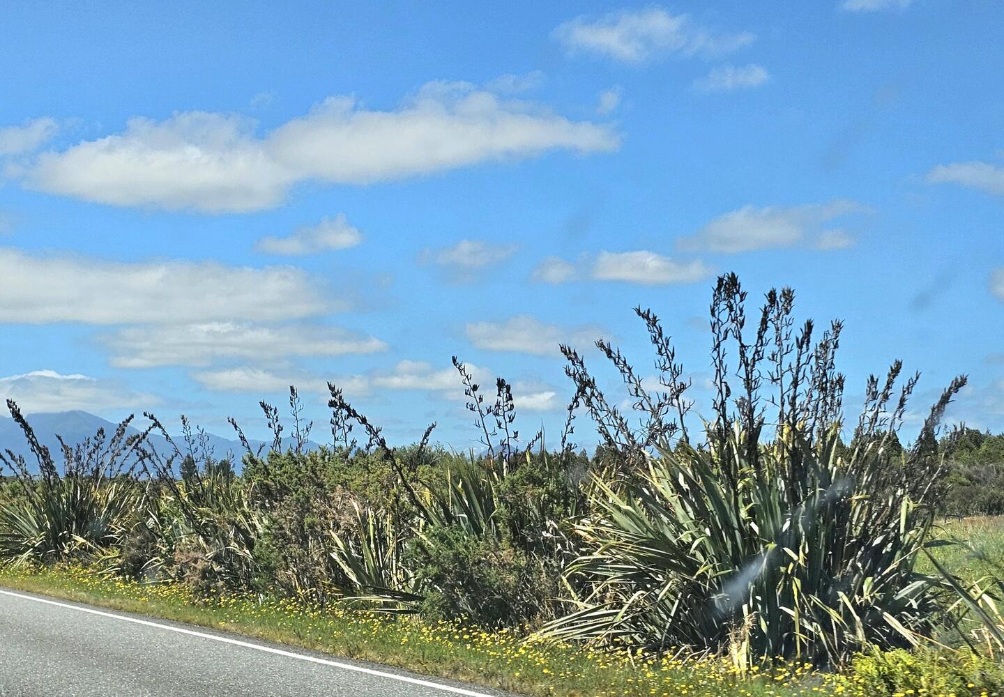 Neuseeländischer Flachs