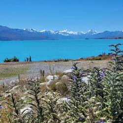 Lake Pukaki mit wunderbarem Ausblick zum Mount Cook
