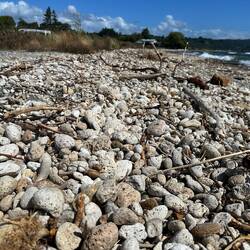 Bimssteine so weit das Auge reicht...
