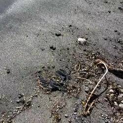 Ja, sie schwimmen tatsächlich... 😄