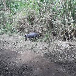 Les sangliers rodent dans le coin