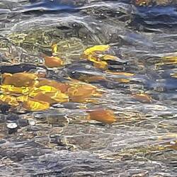 Les innombrables poissons jaunes