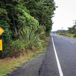 Kiwis crossing