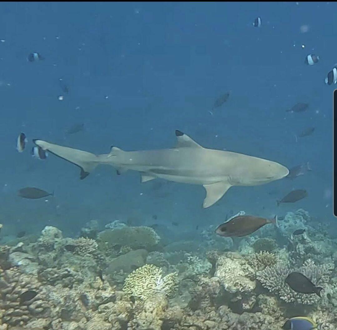 Schwarzspitzenriffhai