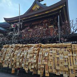 Un petit temple Shinto connu justement pour ses pruniers en fleurs.