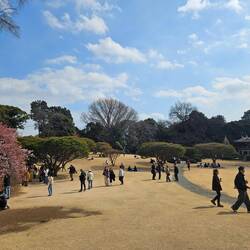 Ce "gazon" et ces niwakis m'ont skotché