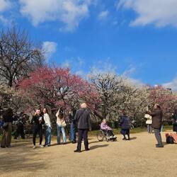 Que de clichés pris à la gloire des fleurs de pruniers...
