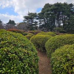 Et ces buissons que je voulais voir depuis tant d'années