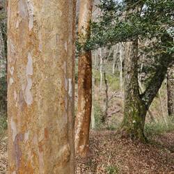 Ce que j'ai le plus apprécié dans ce musée : les écorces des arbres alentours.