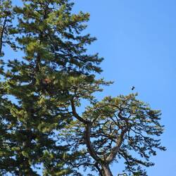 Des dizaines de cigognes y faisaient leur nid