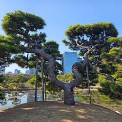 Les arbres y sont tous incroyables.