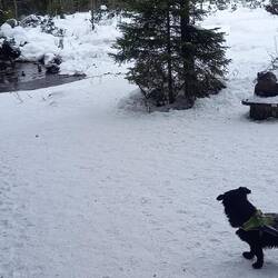 Enten, Frosch & Hund