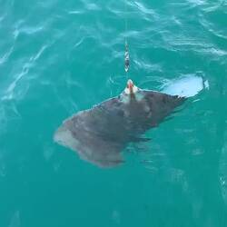 😬 auch ihn konnten wir wieder ins Meer entlassen