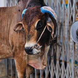 Und wer hat mich hier angebunden.