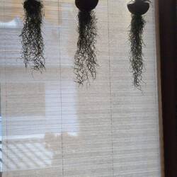 Sie haben überlebt 😍gestern noch in Thailand heute in Wintersweiler 🥰