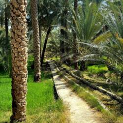 Das "Aflaj"-System soll gerechte Verteilung des Wassers im Ort gewährleisten