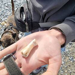 Nur ein Stein oder versteinerter Knochen? Auf jedenfall gut, dass Nara nicht zum kauen kam.