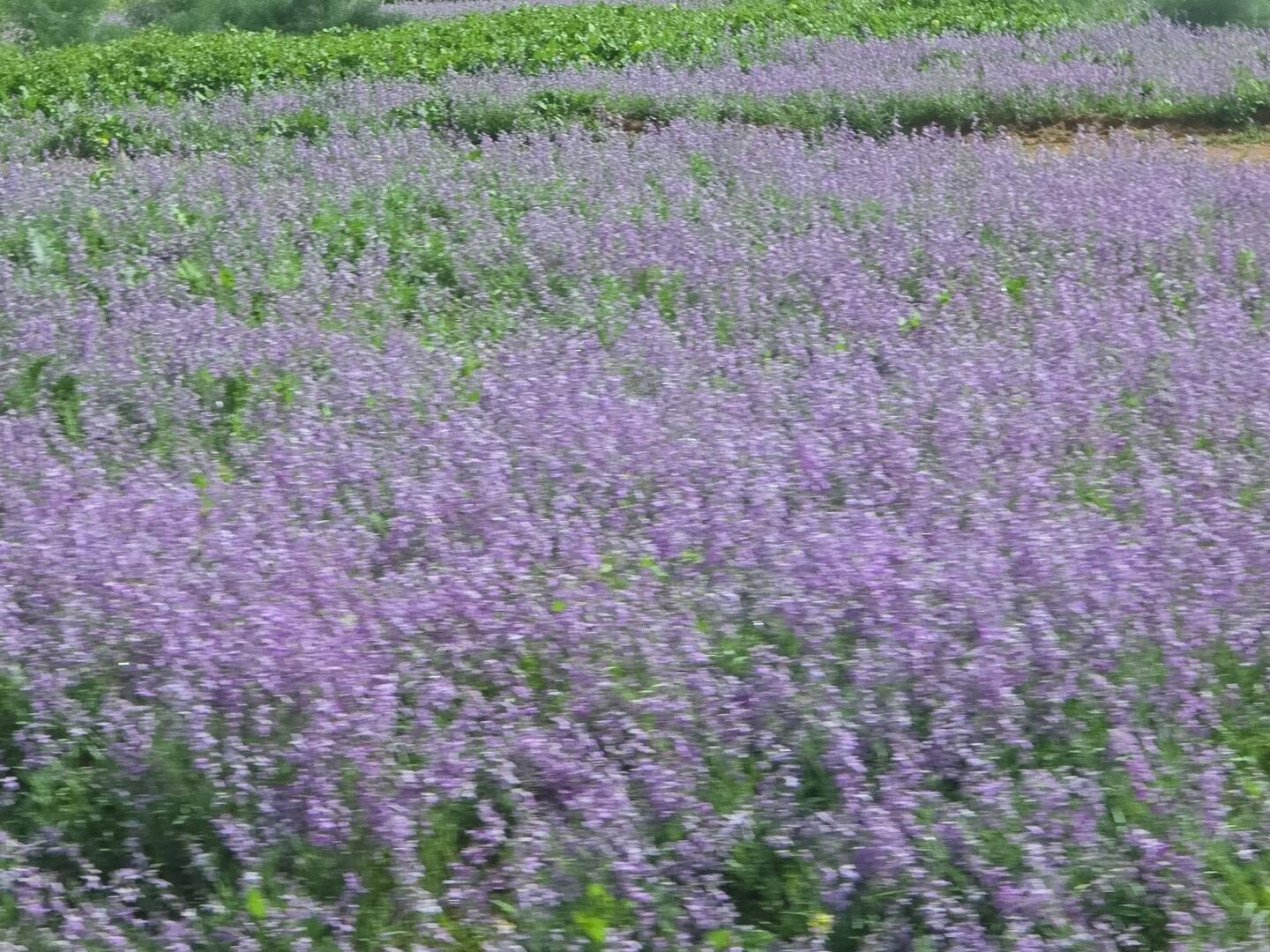 Unterwegs blüht alles.