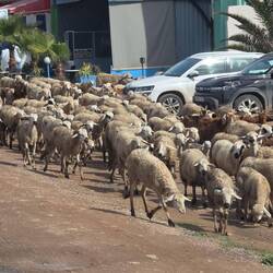Große Schafherde am Straßenrand.